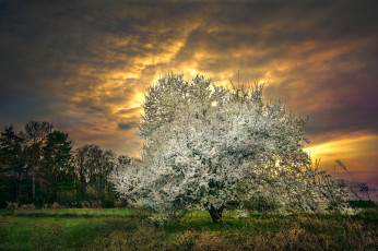 Картинка природа деревья простор