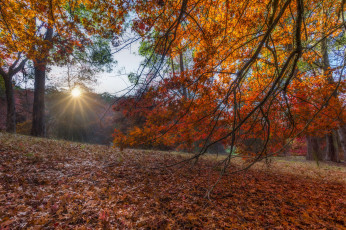 Картинка природа пейзажи осень