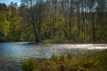 Картинка природа реки озера лес река