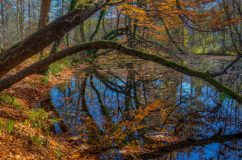 Картинка природа реки озера река лес