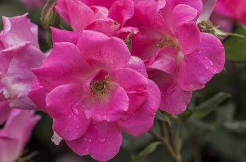 Картинка цветы розы rose blossoms leaves petals bud лепестки бутон роза цветение листья