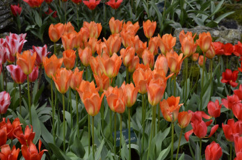 Картинка цветы тюльпаны цветок