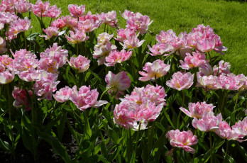 Картинка цветы тюльпаны цветок