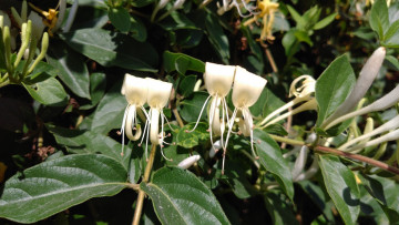 Картинка цветы цветущие+деревья+ +кустарники куст