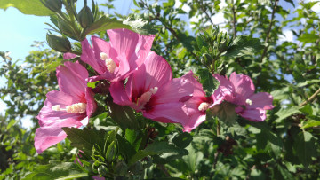 Картинка цветы цветущие+деревья+ +кустарники розовые