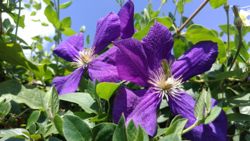 Картинка цветы клематис+ ломонос клематис