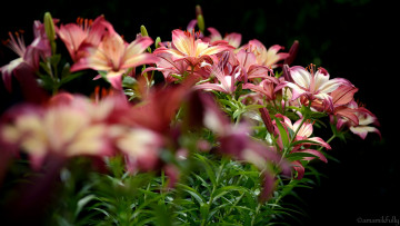 Картинка цветы лилии +лилейники цветение тычинки розовая лепестки цветки ветка