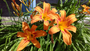 Картинка цветы лилии +лилейники лилейники