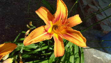 Картинка цветы лилии +лилейники рыжий