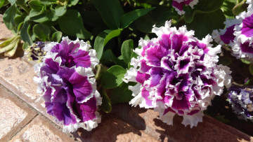 Картинка цветы петунии +калибрахоа петуния