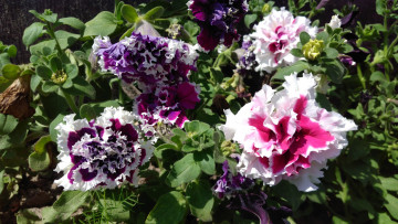 Картинка цветы петунии +калибрахоа петуния