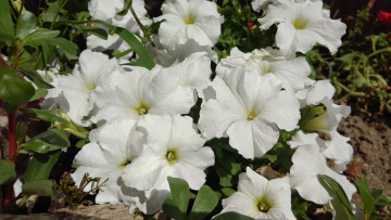 Картинка цветы петунии +калибрахоа петуния