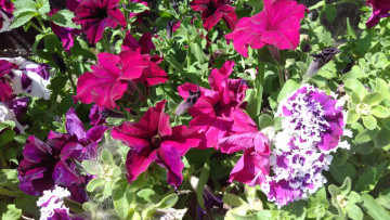 Картинка цветы петунии +калибрахоа петуния