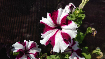 Картинка цветы петунии +калибрахоа петуния