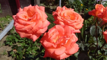 Картинка цветы розы