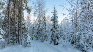 Картинка природа зима деревья лес снег