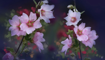 Картинка цветы мальвы мальва цветение бутоны лепестки яркость красота