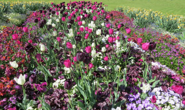 Картинка цветы разные+вместе цветок