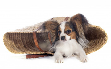 Картинка животные собаки белый фон сумка