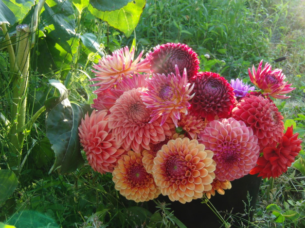 Обои картинки фото цветы, георгины, цветок