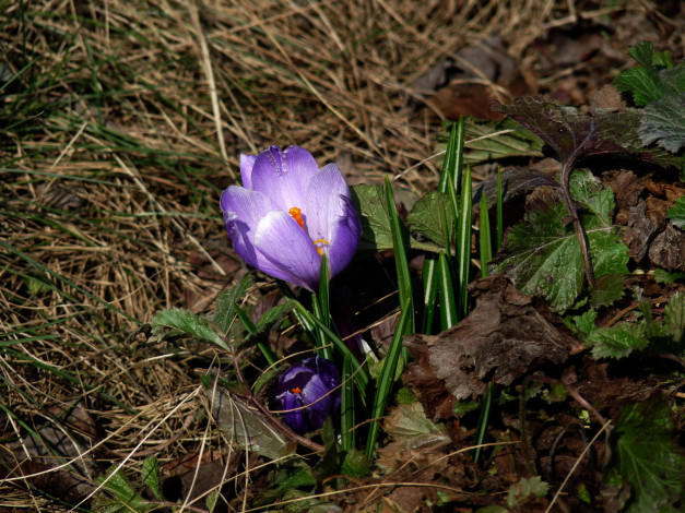 Обои картинки фото цветы, крокусы, первоцвет