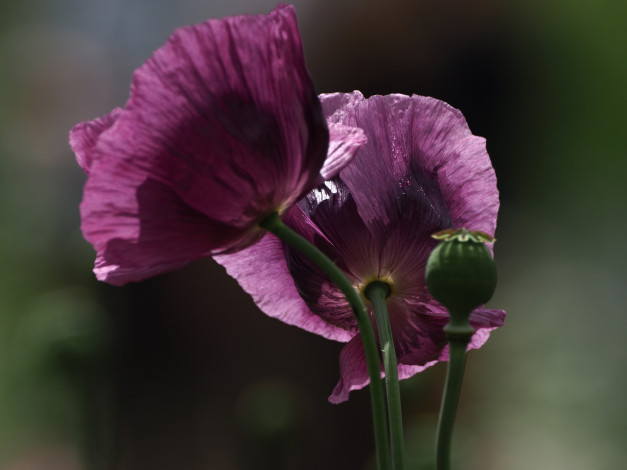 Обои картинки фото цветы, маки, мак, цветение