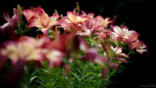 Обои картинки фото цветы, лилии,  лилейники, цветение, тычинки, розовая, лепестки, цветки, ветка