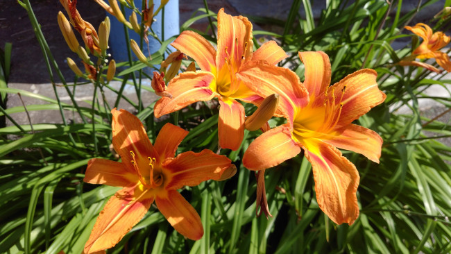 Обои картинки фото цветы, лилии,  лилейники, лилейники