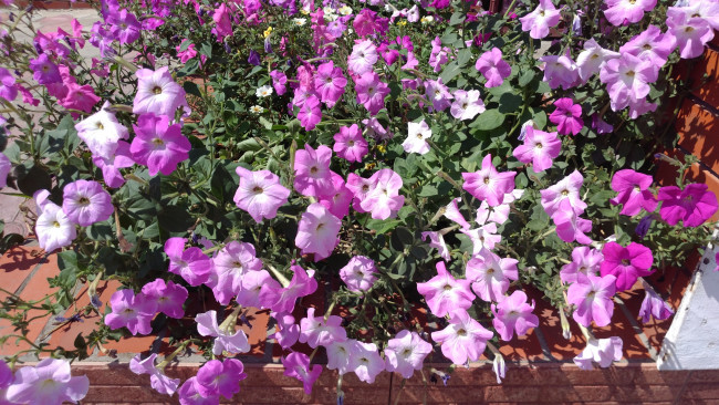 Обои картинки фото цветы, петунии,  калибрахоа, петуния