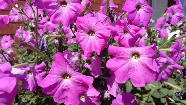 Обои картинки фото цветы, петунии,  калибрахоа, петуния