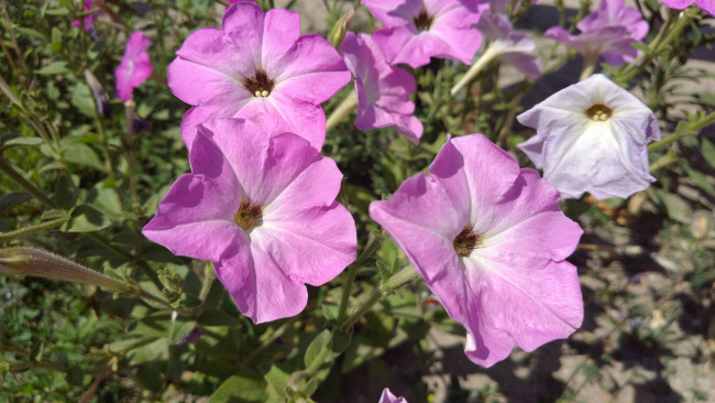 Обои картинки фото цветы, петунии,  калибрахоа, петуния