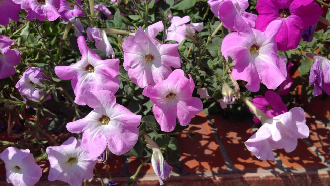 Обои картинки фото цветы, петунии,  калибрахоа, петуния