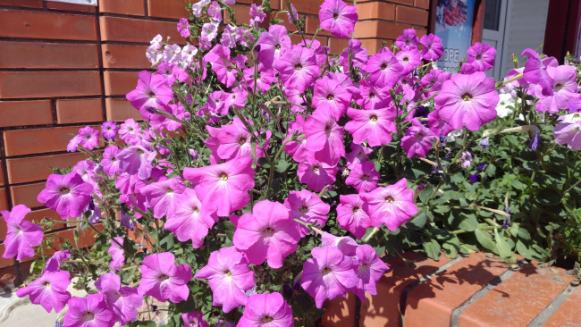 Обои картинки фото цветы, петунии,  калибрахоа, петуния