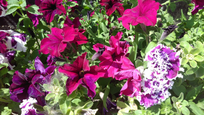 Обои картинки фото цветы, петунии,  калибрахоа, петуния