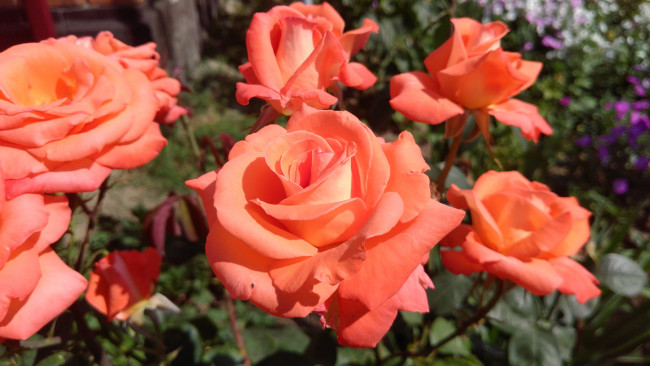 Обои картинки фото цветы, розы