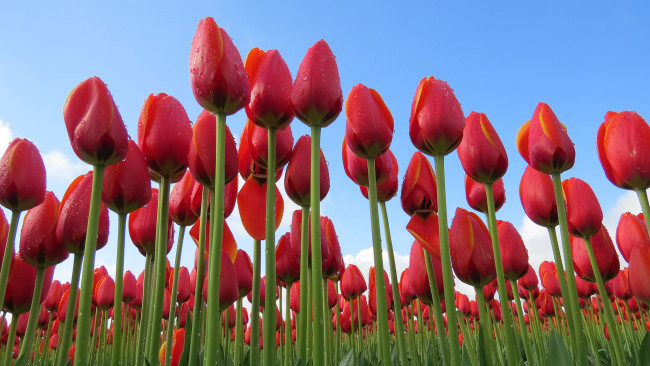 Обои картинки фото цветы, тюльпаны, красные