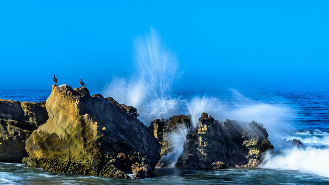 Обои картинки фото природа, побережье, камни, птицы, море, волны