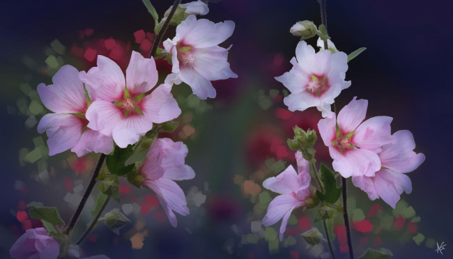 Обои картинки фото цветы, мальвы, мальва, цветение, бутоны, лепестки, яркость, красота