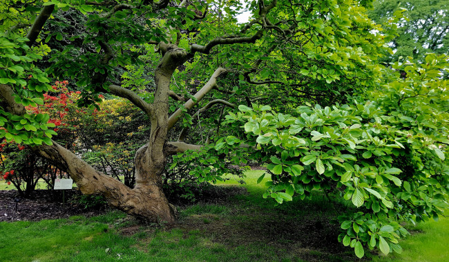 Обои картинки фото природа, деревья, крона