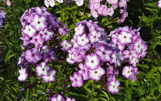 Обои картинки фото цветы, цветок