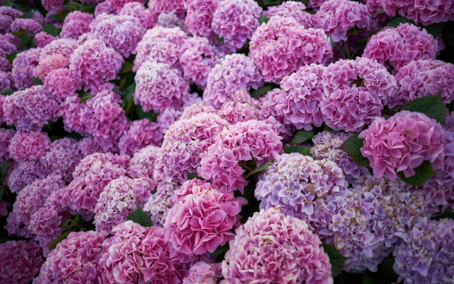 Обои картинки фото цветы, гортензия, цветение, голубая