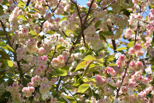 Обои картинки фото цветы, цветущие деревья ,  кустарники, цветущая, веточка, цветки, листья, ветка