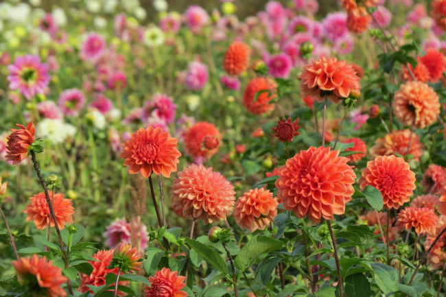 Обои картинки фото цветы, георгины