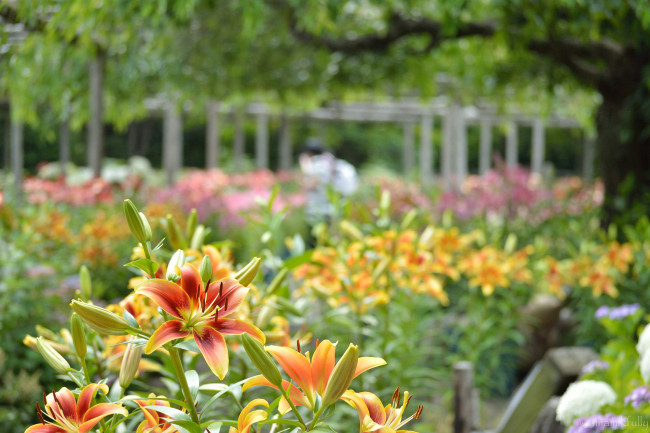 Обои картинки фото цветы, лилии,  лилейники, bloom, petals, lily, лепестки, цветение