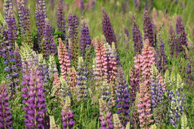 Обои картинки фото цветы, люпин