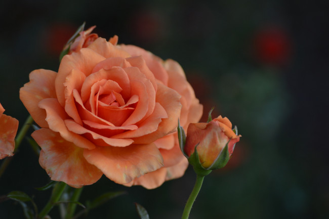 Обои картинки фото цветы, розы, лепестки, blossoms, бутон, роза, leaves, petals, bud, rose, цветение, листья