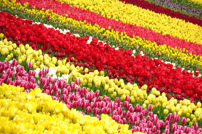 Обои картинки фото цветы, тюльпаны