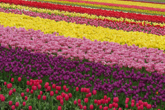 Обои картинки фото цветы, тюльпаны