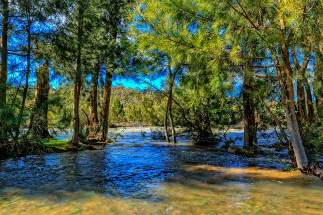 Обои картинки фото природа, реки, озера, река, лес