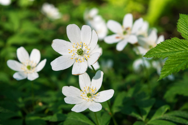 Обои картинки фото цветы, цветок, белый